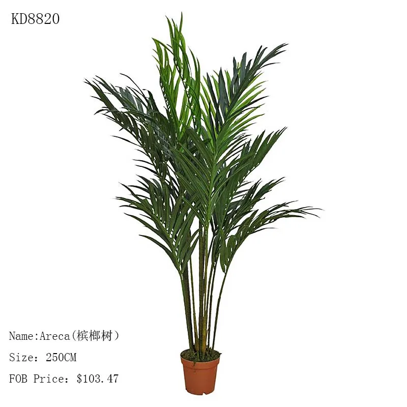 Home Garden Phoenix Canariensis Palm Tree Nursery Landscaping Home Garden Phoenix Canariensis Palm Tree Nursery Landscaping Trees