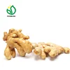 Chinese Fresh Ginger Supplier/Exporter/Importer