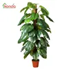 Subtropics Climate and Medium size deliciosa variegata Variegated Philodendron stomium taro
