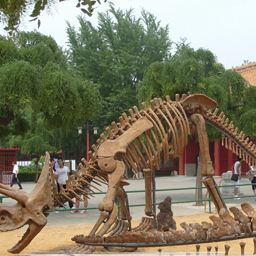OADS6037 Dinosaurier Kopf Skeleton Schädel Für Verkauf