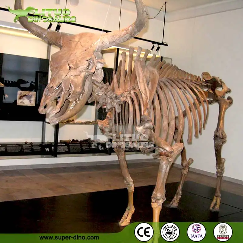 Life Size Replica Prehistoric Animal Skeleton Model For Sale Buy