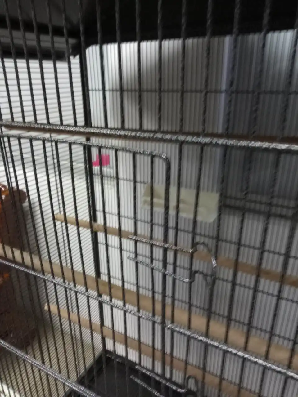 pet supermarket bird cages