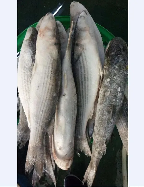 new catching frozen grey mullet fish 500-1000g for sale