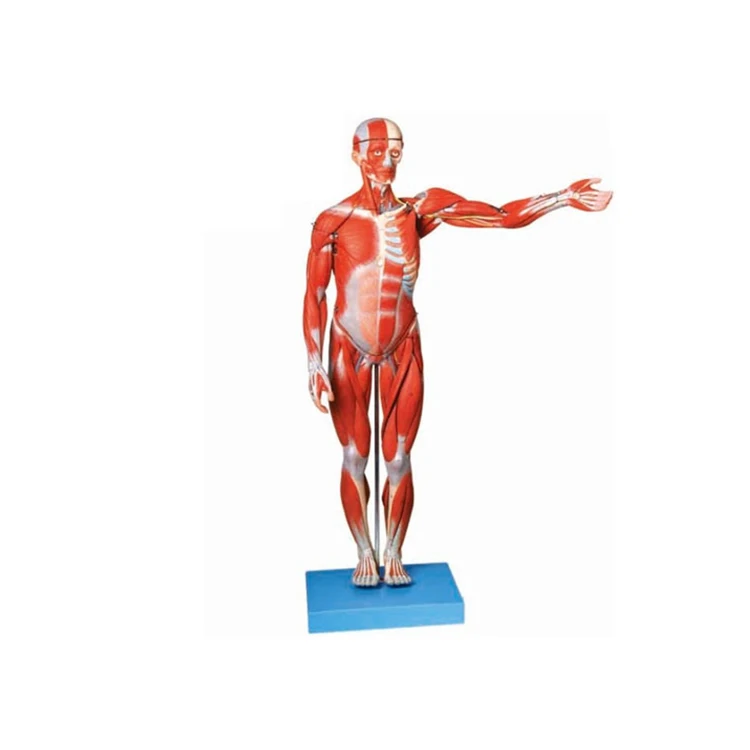 170cm medical school human anatomy model human bo