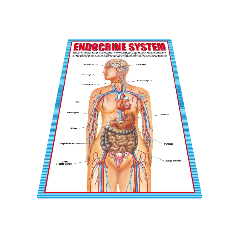 Wholesale Educational Toys Multi- Language Endocrine System Charts For  Anatomy - Buy Endocrine System Charts For Anatomy,Wall Chart For Children  ...