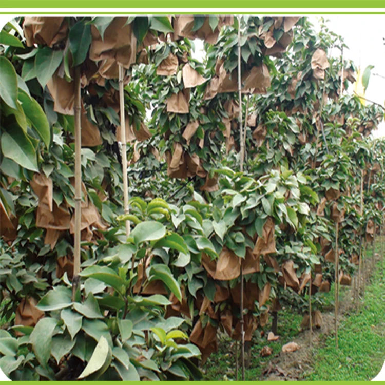 Zhoutian Yellow Pear 1