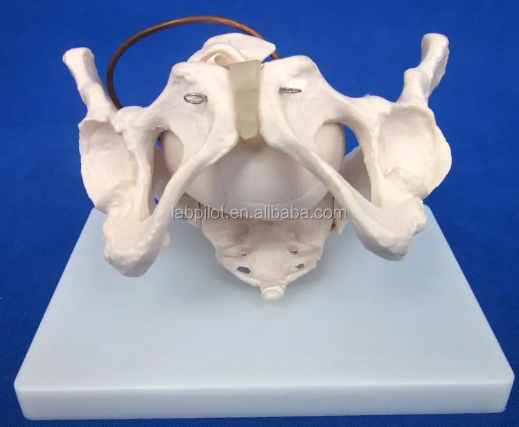 Simple Birth Demonstration Model,Female Pelvis With Fetal Skull Model ...