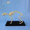Cat Skeleton Model Skeleton Teaching Model