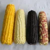 Frozen Sweet Corn Whole and Sweet corn Cob