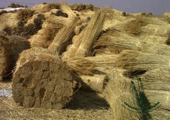 1237690494186_coto-reed_2
