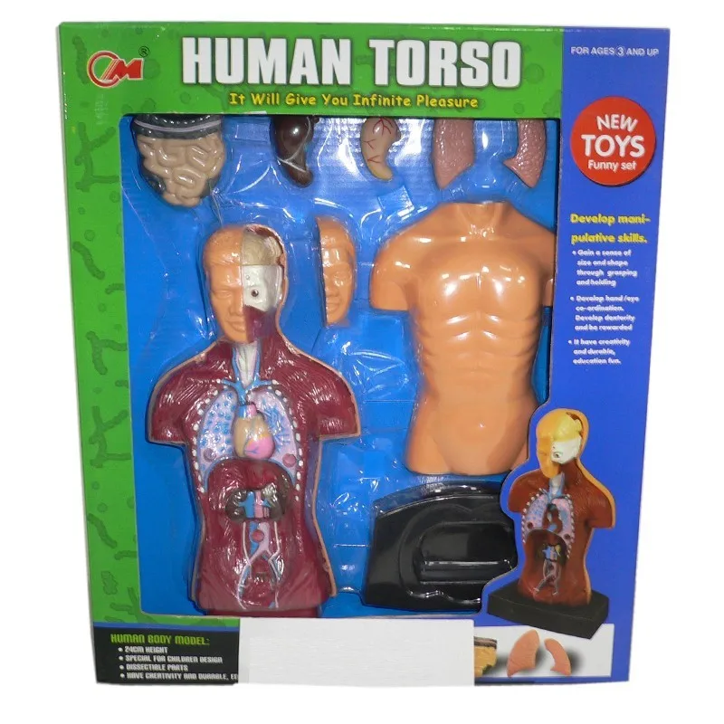 Toy Body Model Human Body Anatomy Human Torso Buy Human Torso,Body