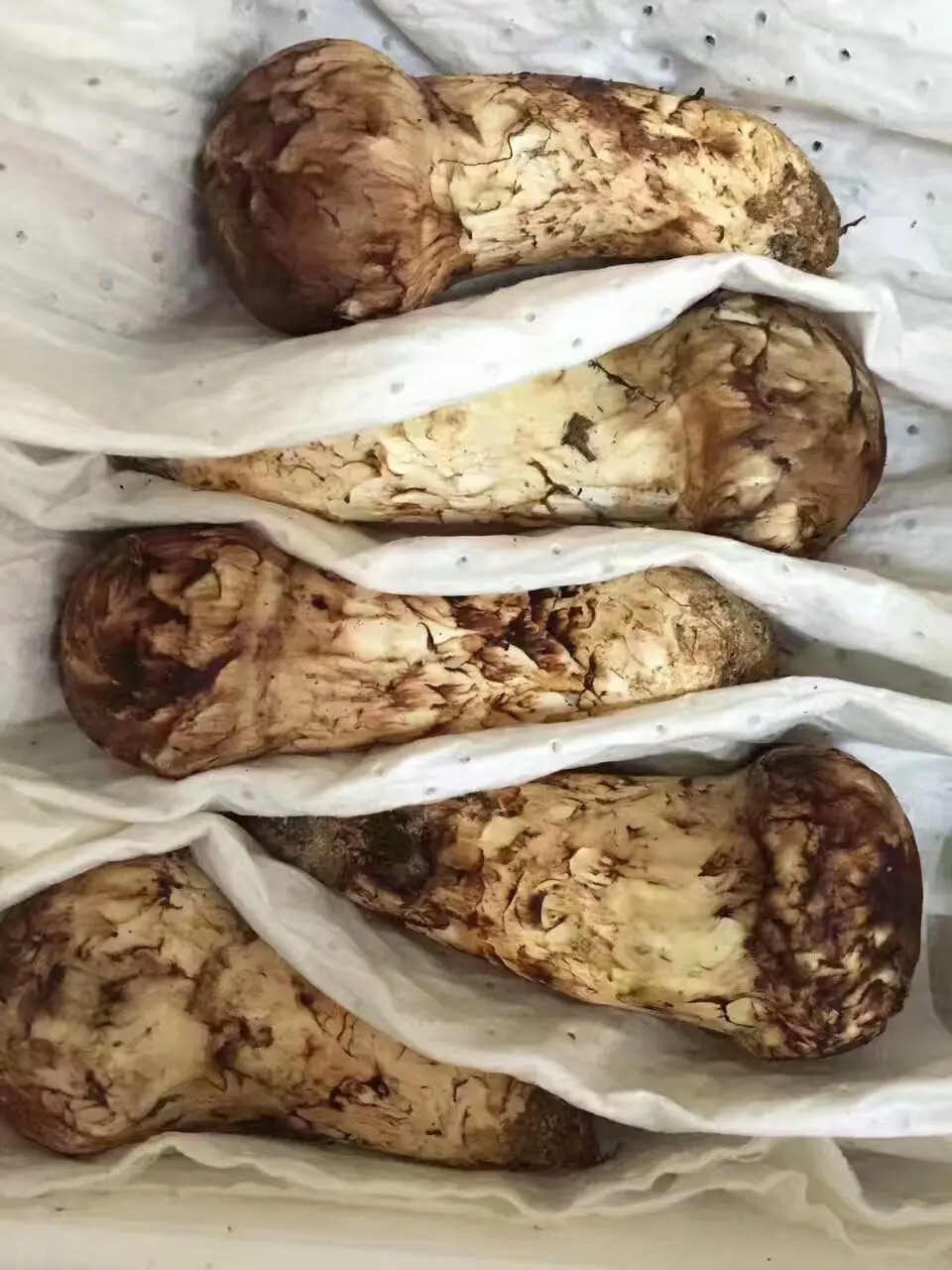 Detan Wild Fresh Pine Mushroom Prices Buy Pine Mushroom Prices,Pine