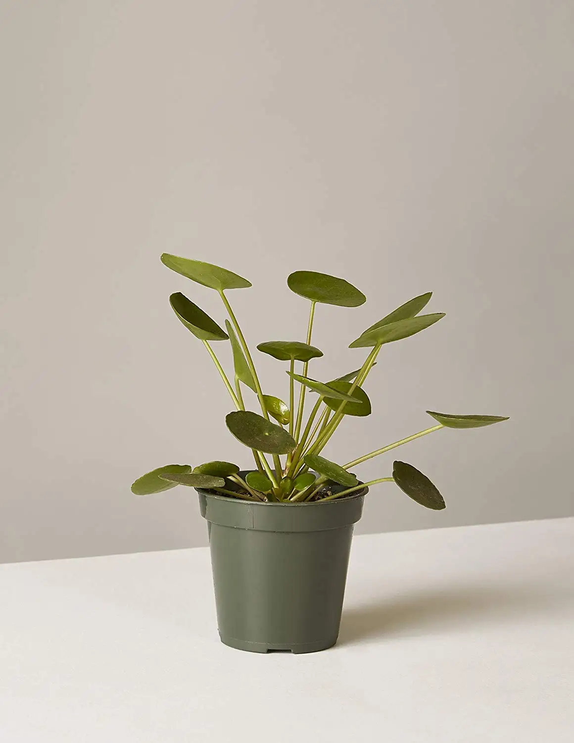 Cheap Chinese Money Plant Find Chinese Money Plant Deals On - 