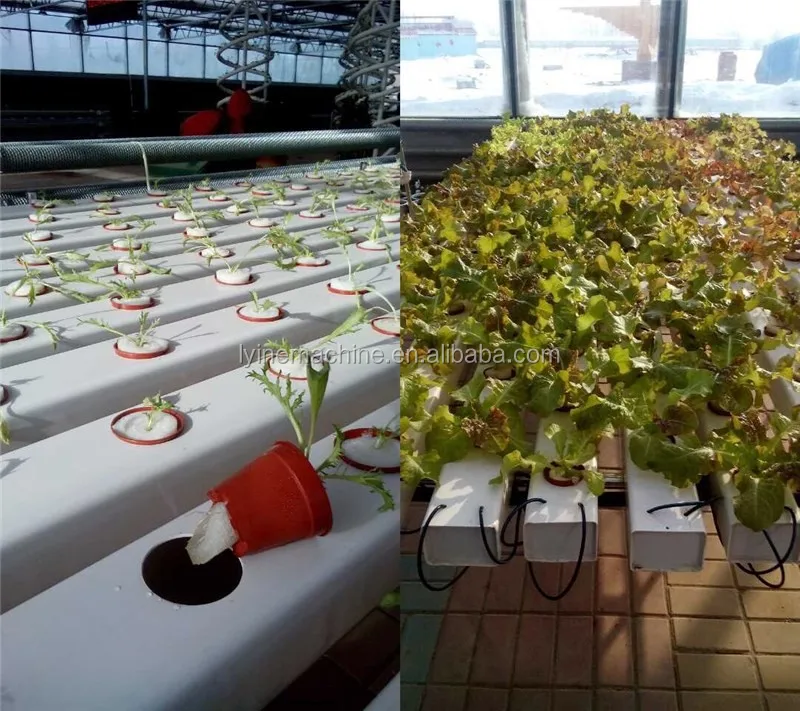 Complete Greenhouse Strawberry Hydroponics System With Drip Irrigation