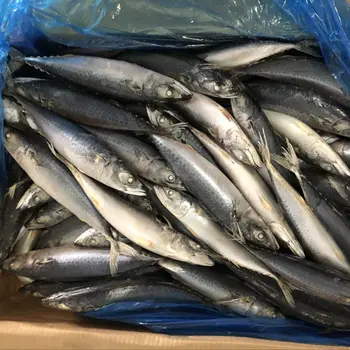 Thomson Price Pacific Fish Frozen Mackerel For South African Market ...