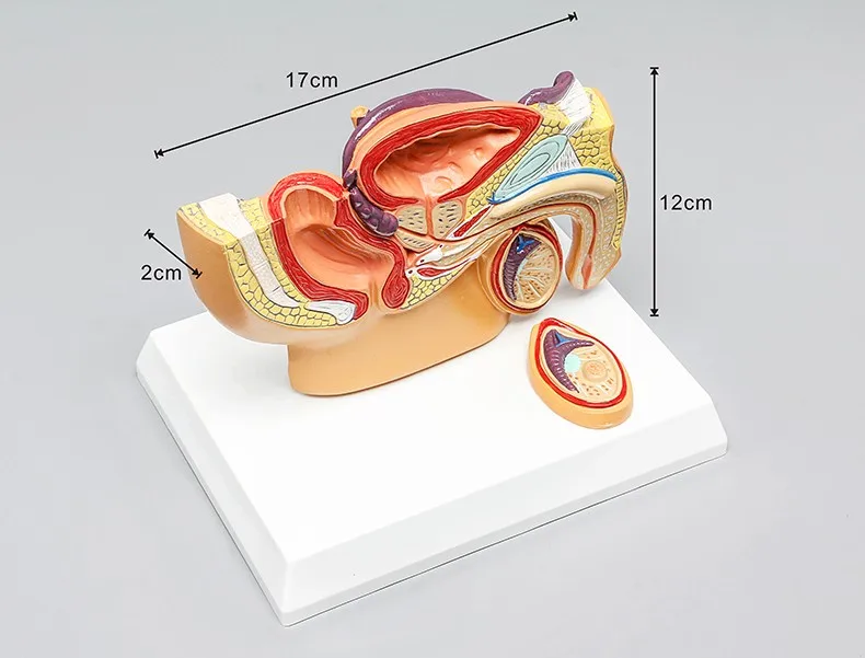 Модель члена. Половой орган моделька. Макет члена с описанием. Искусственный член макет.