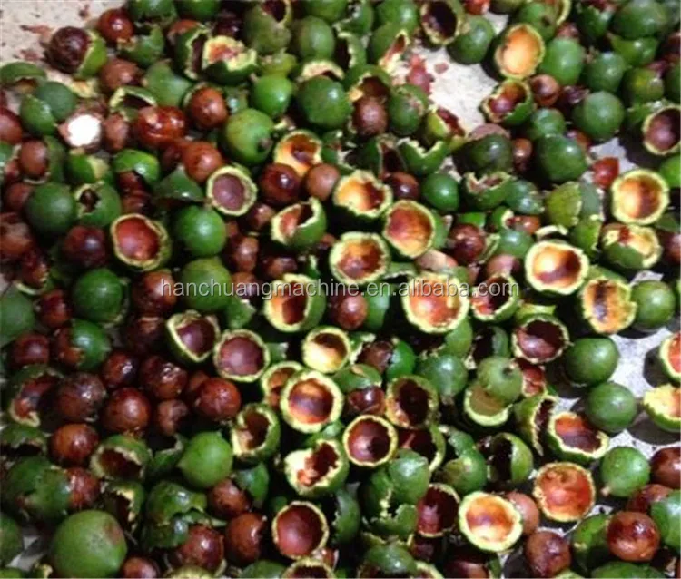 Automatic Macadamia Nuts Processing Peeling Machine Buy Macadamia