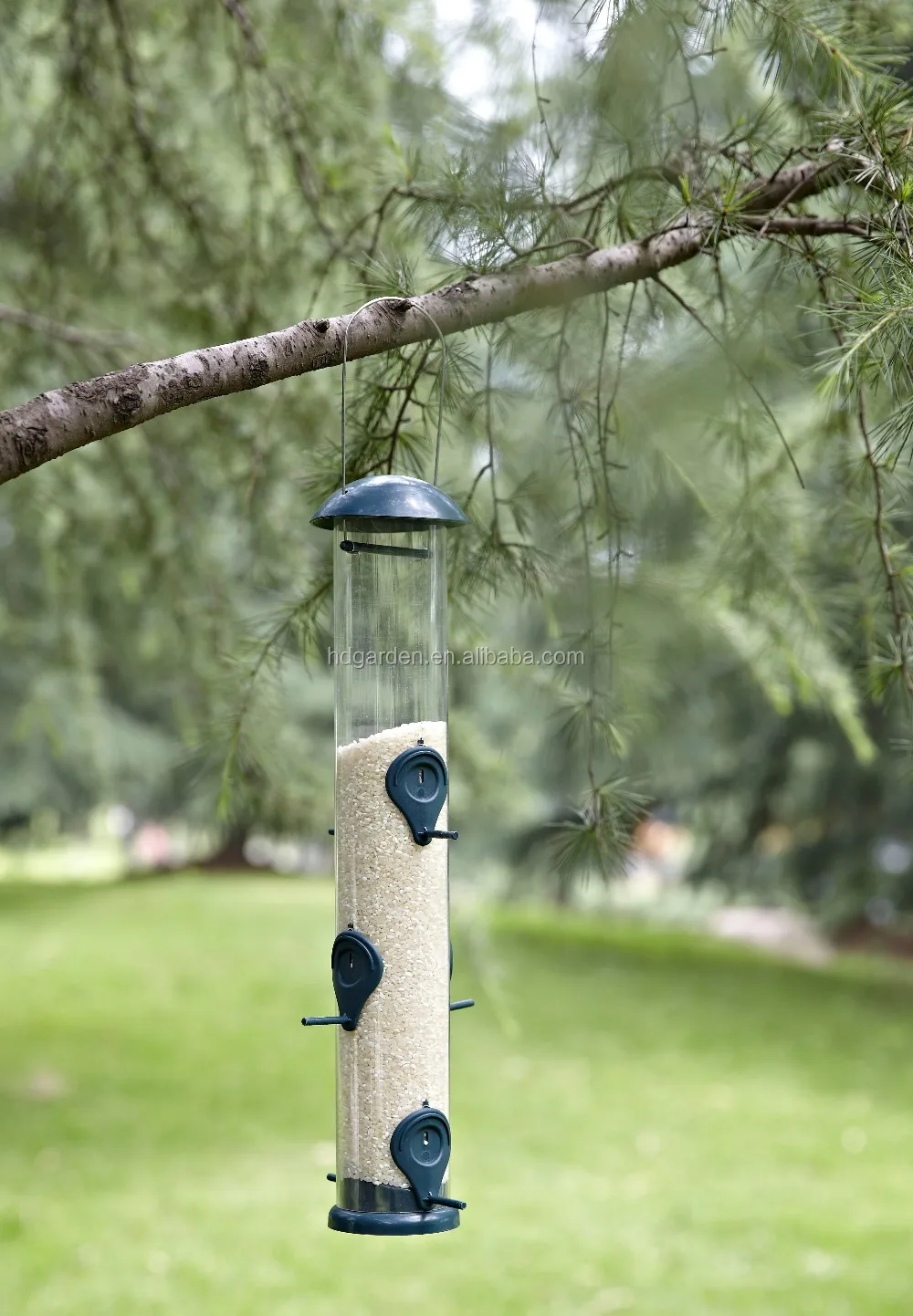 Royal Wing Bird To Catch Bird,Bird Export Buy Royal Wing Bird To Catch