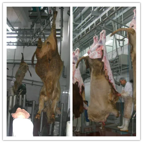 Half carcass band splitting saw cattle beef slaughterhouse equipment
