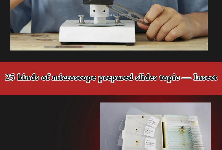 007 Entomology series microscope slides.jpg
