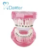 high quality of orthodontic model with metal bracket for demonstrating the exact position of bracket and practice wires