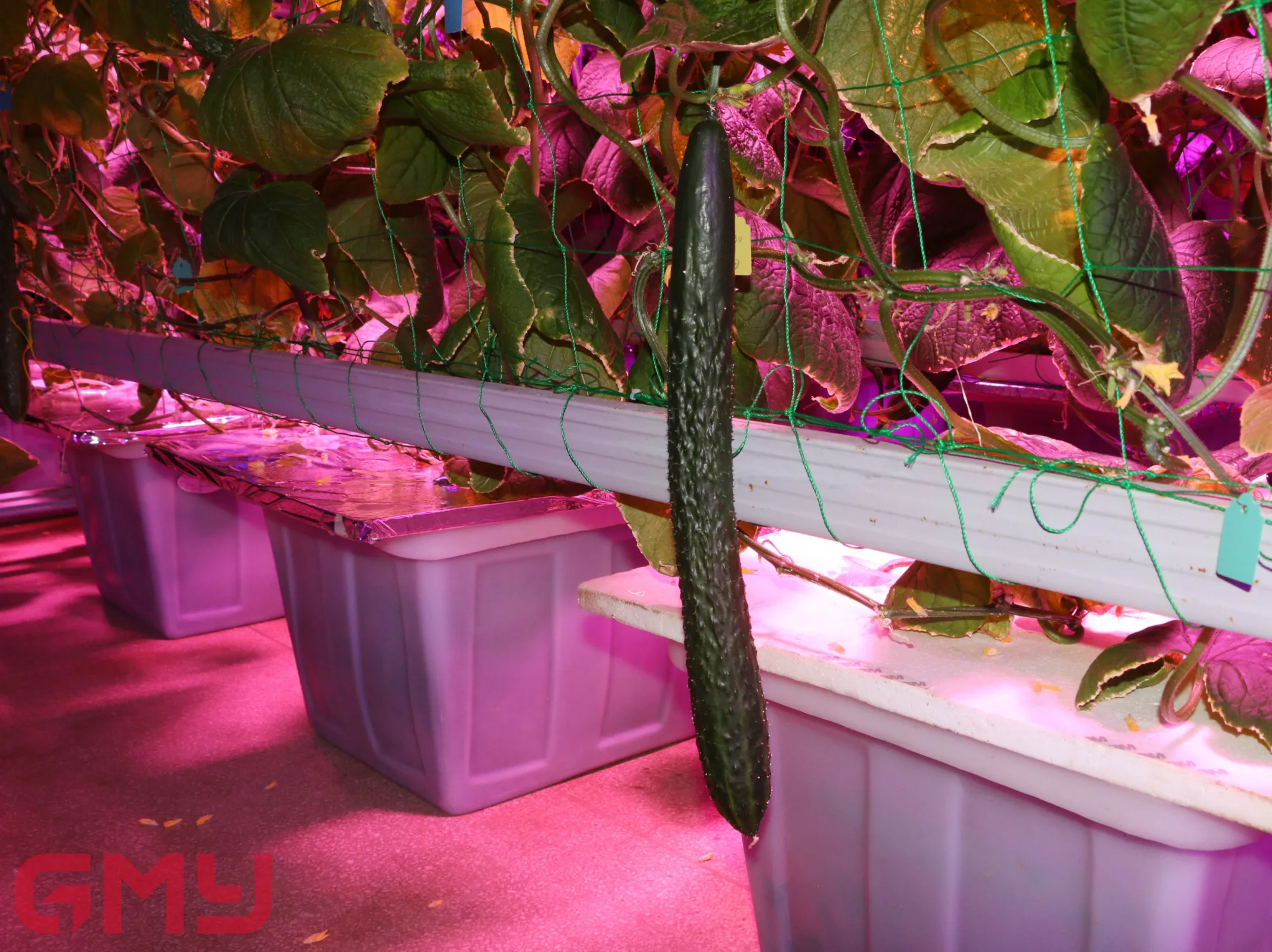 Plant Led Grow Light 150w 2600lm High Bay Led Lamp For Cucumber