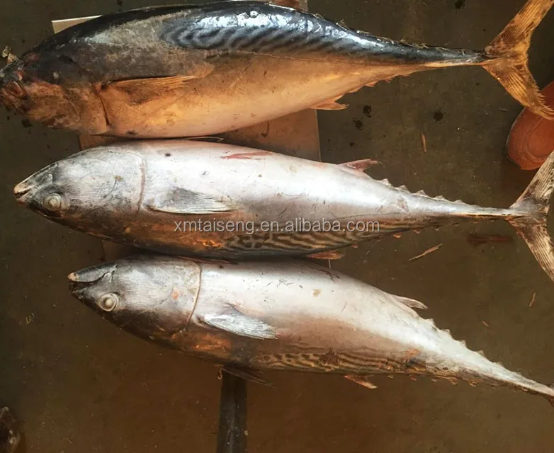 Bonito5jpg