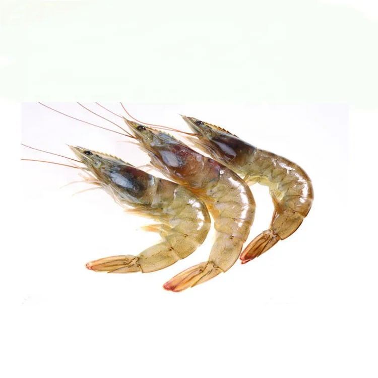 Shrimp Grading Machin.jpg