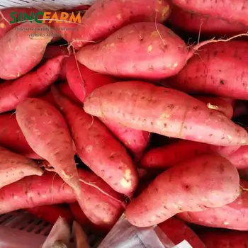 Frozen Purple Sweet Potato Price Ton Jamaican Frozen Purple Sweet Potato Price Ton Jamaican