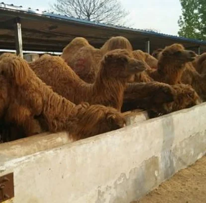 Complete halal cattle camel slaughtering line camel meat processing plant