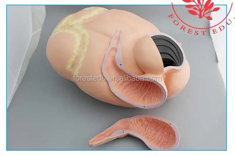 10 Cow anatomical model.jpg