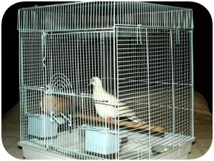 low price wire mesh layer pigeon cage with high quality