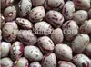 hot sale light speckled kidney bean