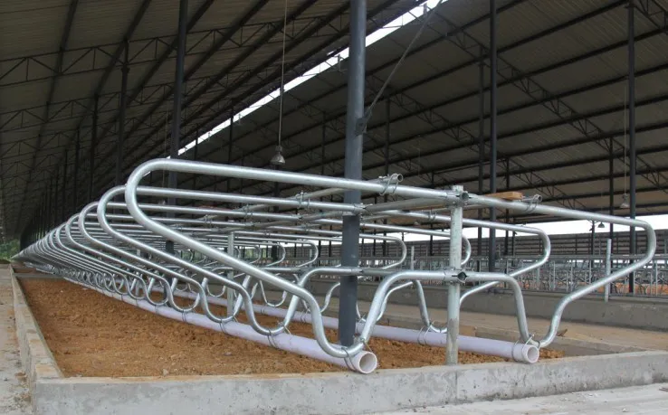 Cow/cattle/calf Stall Of Single And Double (cow Stall-02) - Buy Cattle ...