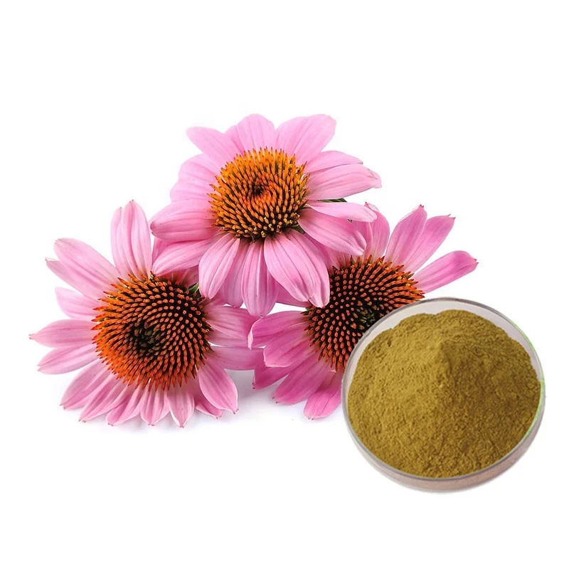 Echinacea Purpurea Extract Powder Chicoric Acid Polyphenols Echinacea
