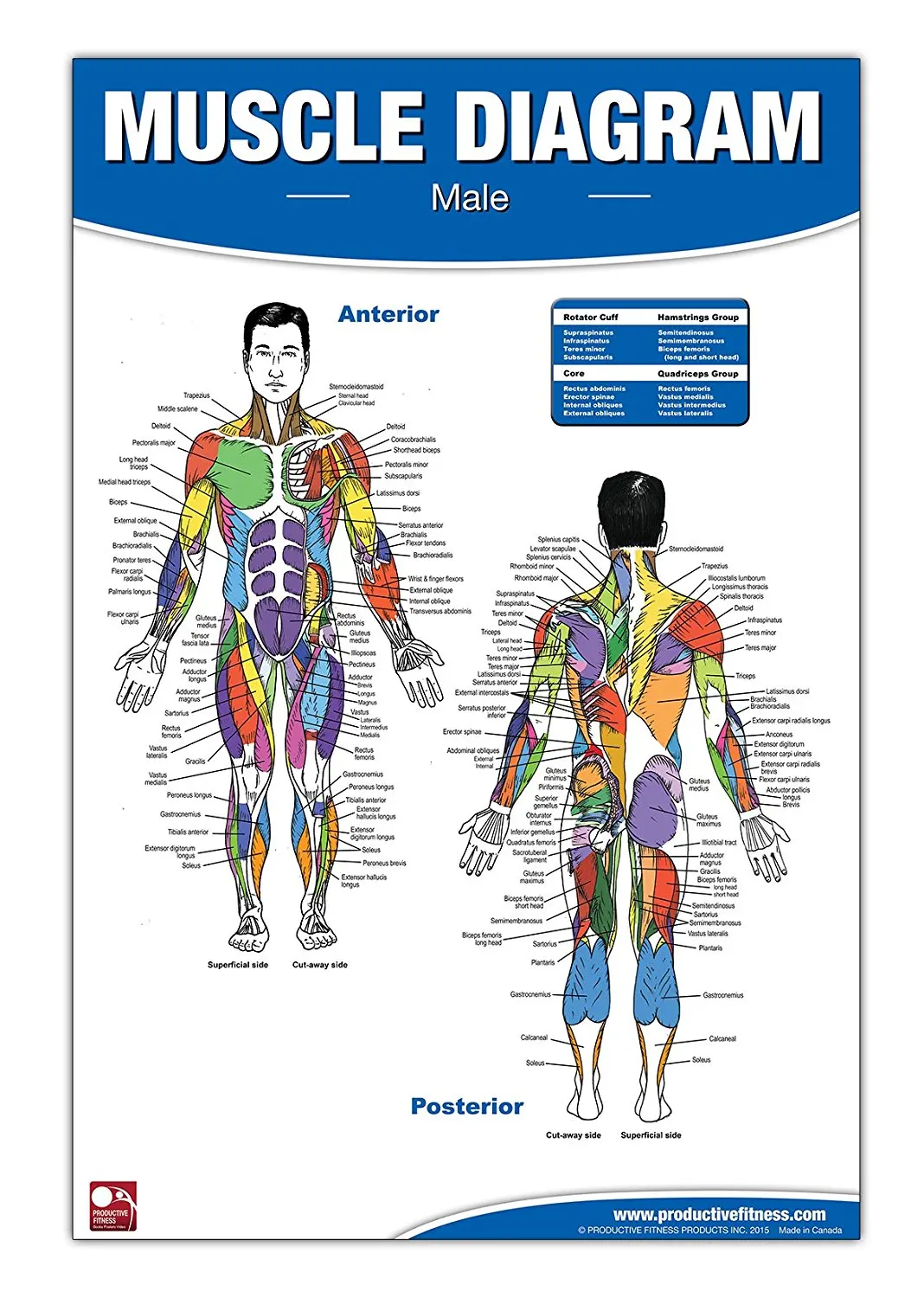 Cheap Muscle Man Chart, find Muscle Man Chart deals on line at Alibaba.com