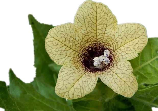 Henbane Seed Extract Hyoscyamine 1% For Health Supplement - Buy Henbane