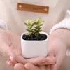 Mini square ceramic fleshy plant flowerpot
