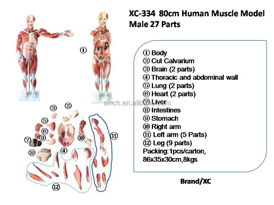 Arm parts body. Muscle names. Human body muscles. Muscles in Human body. Мышечная система человека на английском.