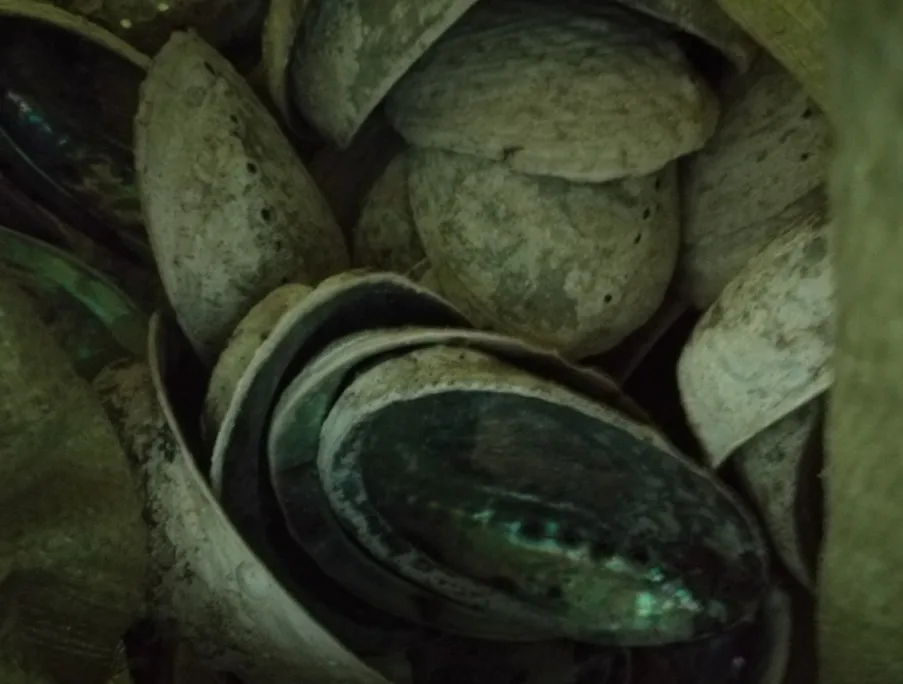 abalone 4.JPG