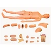 Made In China Medical Science Chinon Full-functional Male Trauma Training Dental Enlarged 5 Times Fistula Ostomy Care Model
