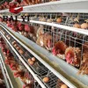 Broiler Poultry Farm Shed Design,Chicken Egg Poultry Farm,Layer Poultry Farm Design
