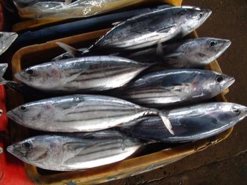 Frozen Bonito -2.jpg