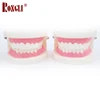 Medical Plastic Human Tooth Model For Teaching