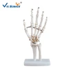 Life-size Anatomical Skeleton Hand, hand bone model, human skeleton hands