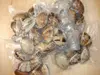 frozen and boiled short necked clam