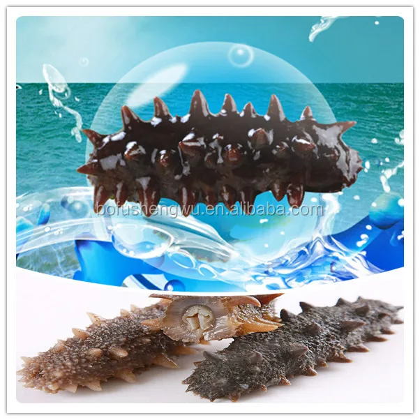 Trepang/trepang Extract/trepang Extract Powder Buy Trepang,Trepang