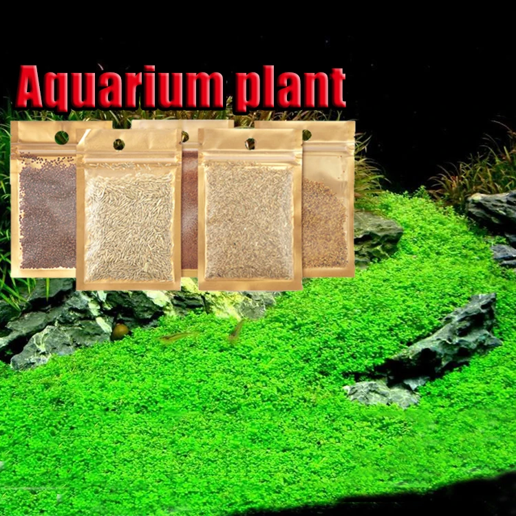 Shanda Aquarium Plant Seeds Aquarium Real Plant Buy Aquarium