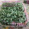 Long Stemmed Fresh Cut White Roses Flower Sold Year Round With Optimum Freshness From Rainbow Floral Company For Benchmark