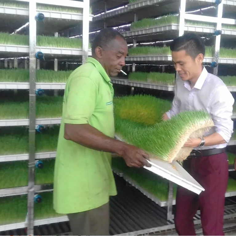 Venta al por mayor maquina para pasto de trigo-Compre online los